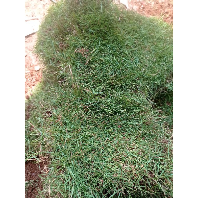 Bibit Rumput swiss 1 meter full tanam/ bibit rumput taman