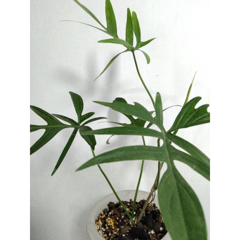 Jual tanaman pribadi | Tanaman hias philodendron Quercifolium - Philodendron Quercifolium rare
