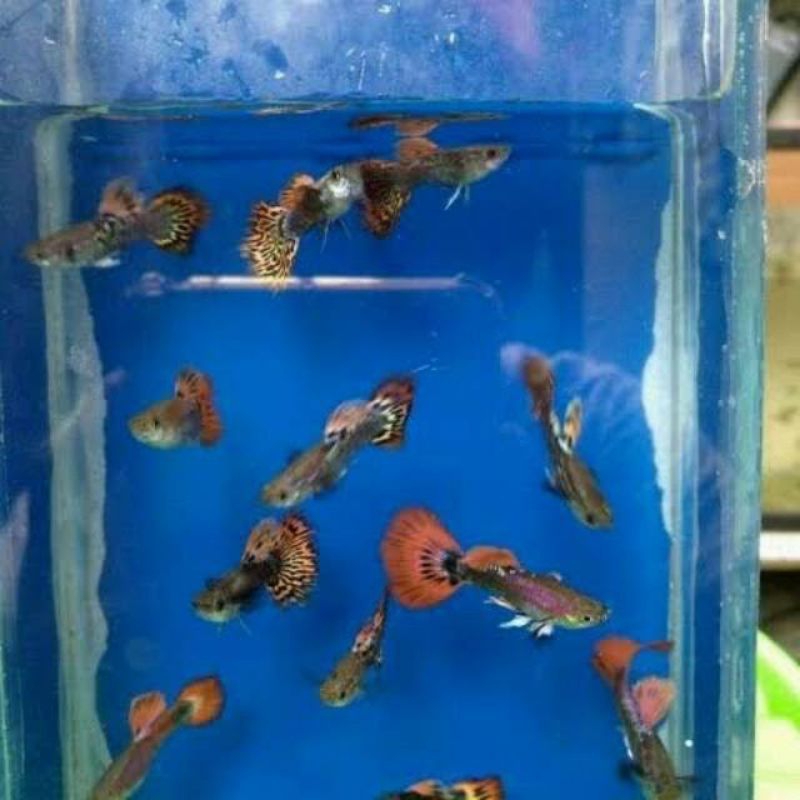 guppy cendolan bingkaian