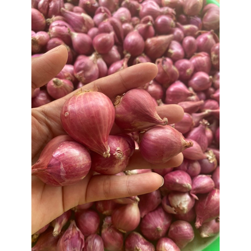 

BAWANG/MERAH/SUPER/ASLIBREBES