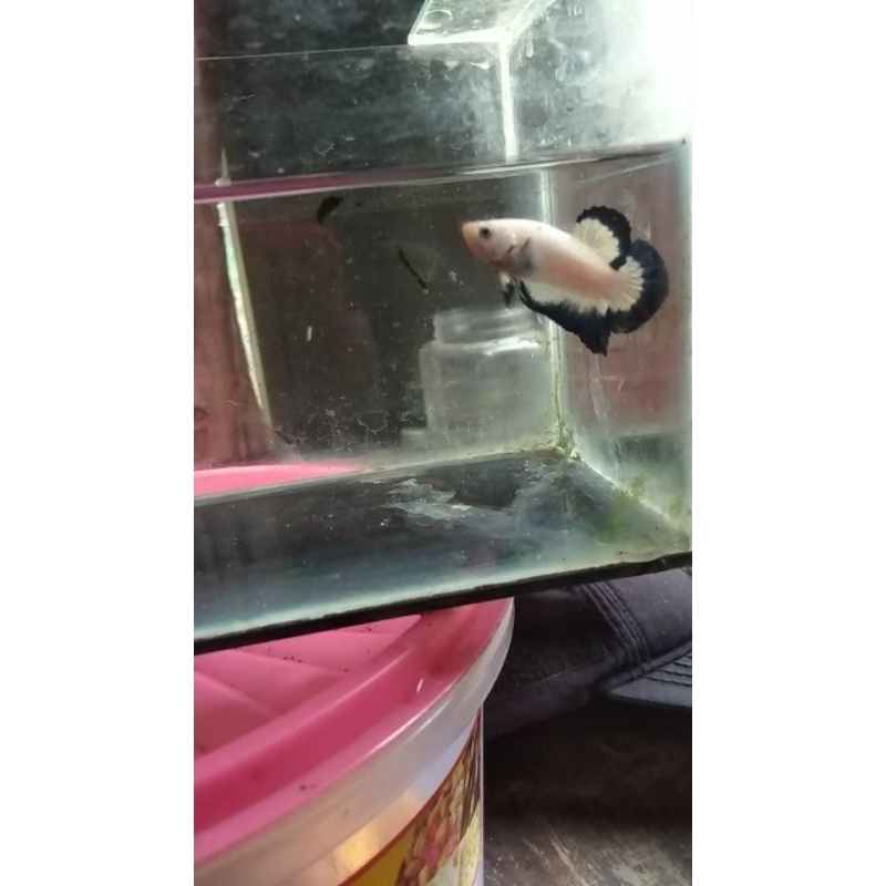 cupang blurim sepasang