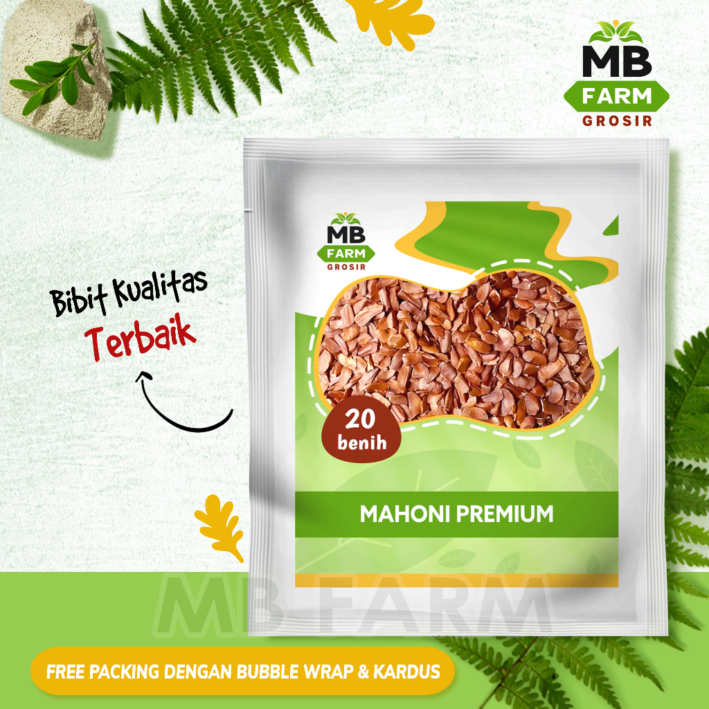 Benih mahoni premium 20 biji / bibit pohon mahoni super