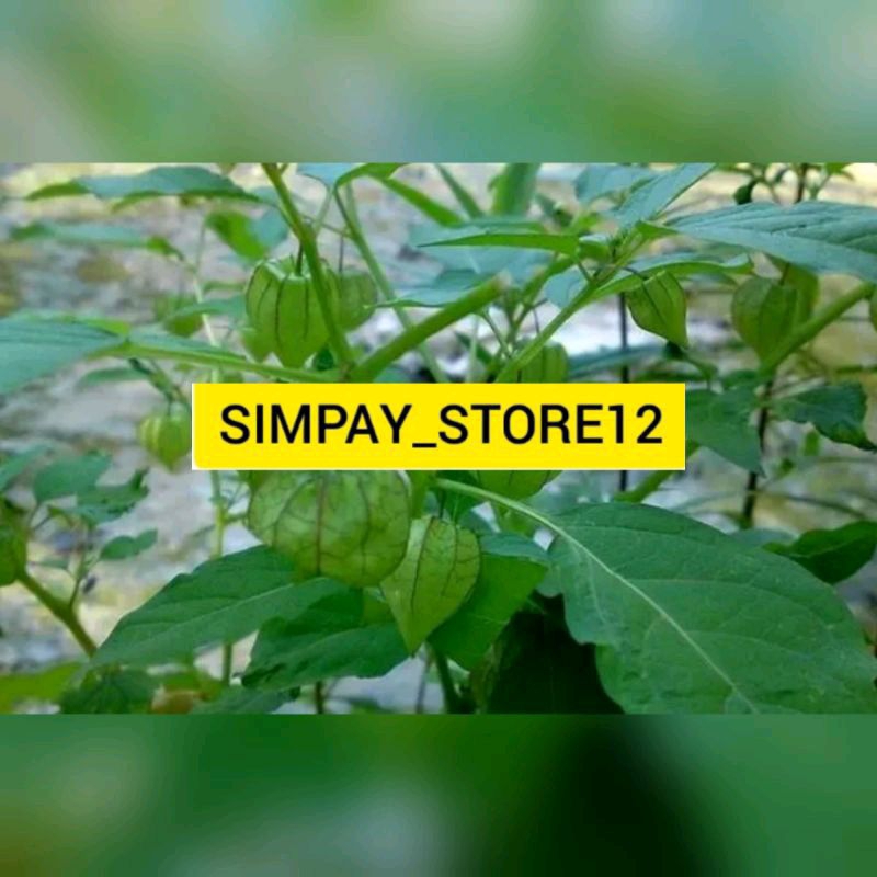 Daun ciplukan 250gram fresh Daun ciplukan atau cecenet segar langsung di petik segar Daun ciplukan