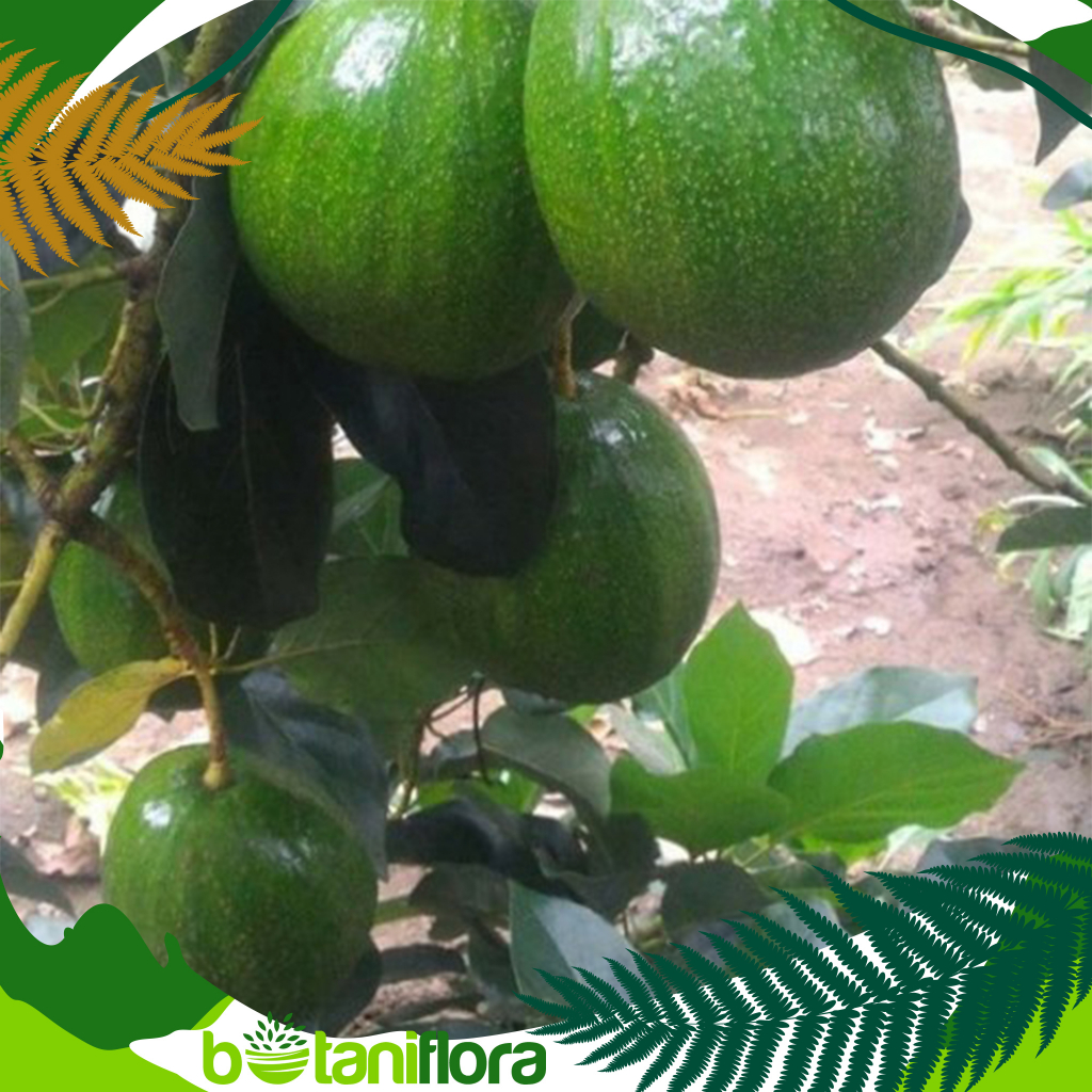 Bibit Alpukat Kendil | Bibit Alpukat | Bibit Buah Alpukat