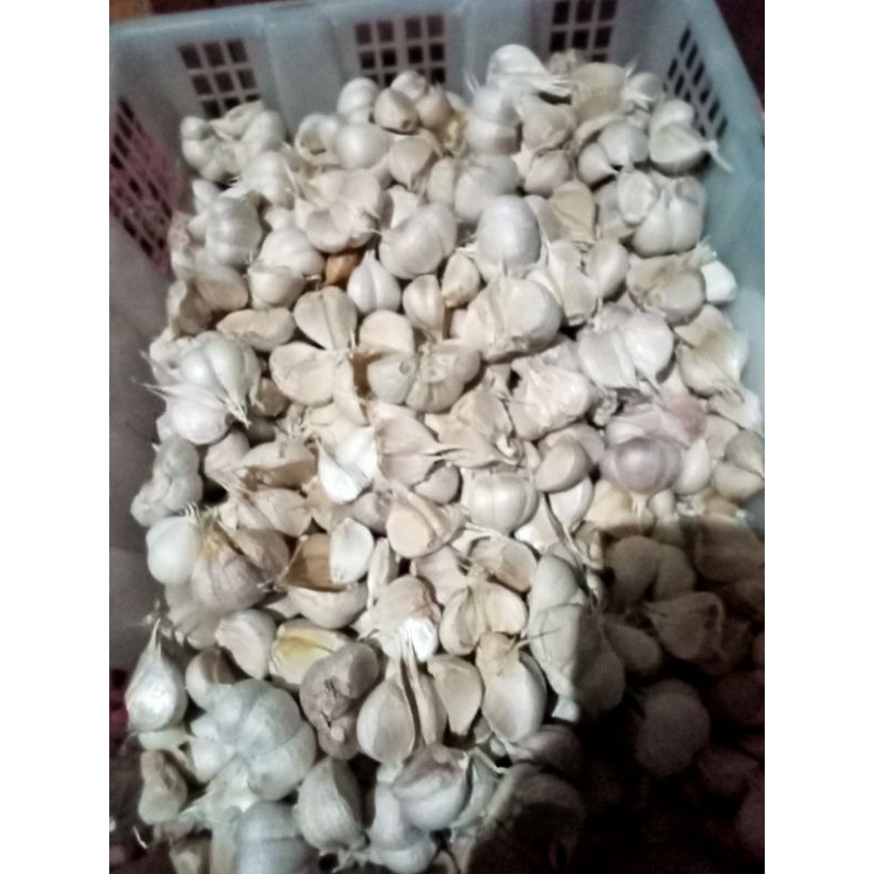

bawang kating