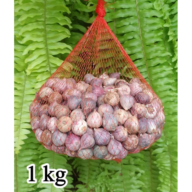 

Bawang Putih Tunggal Lanang ukuran Sedang 1 Kg