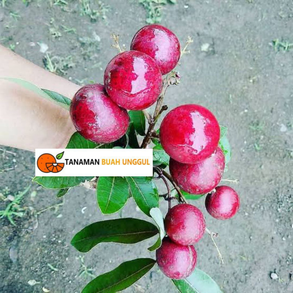 Bibit Kelengkeng Ruby Longan Merah 1 meter Super