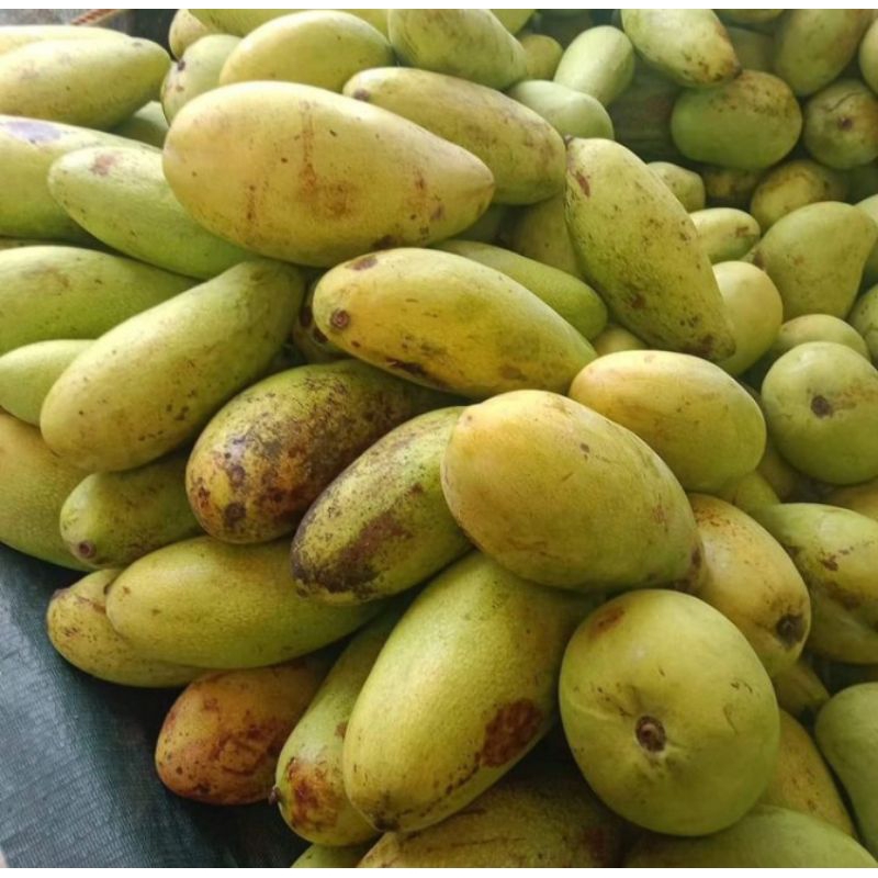 

Mangga Golek segar uk 1kg