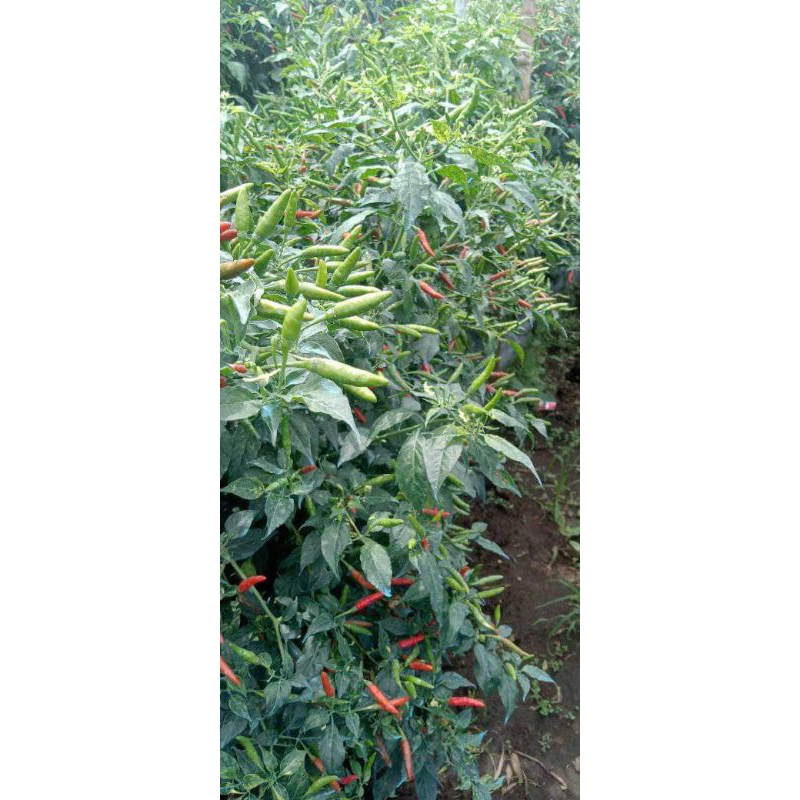 PROMO BIBIT cabe padang ranau/ cabe SETAN super/ BERAT BERSIH 160g sekitar 22.000 butir