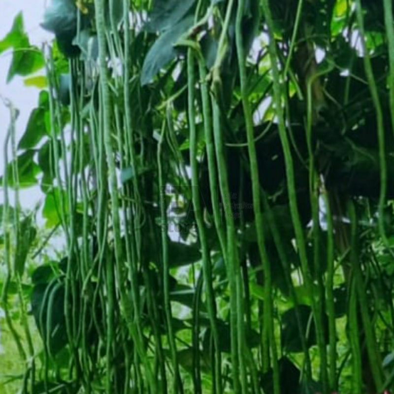Benih Kacang Panjang ±10biji Benih sayuran  Benih Hidroponik Benih Seribuan Benih Tanaman Bibit Sayu