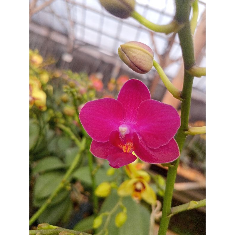 Anggrek bulan premium merah cerah phalaenopsis hybrid bunga mini kondisi knop mekar