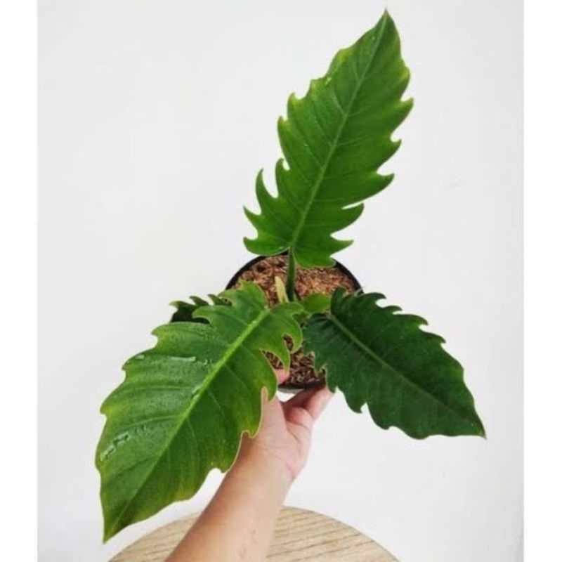 Philodendron Green Saw / Philo Green Saw / Philo Caramel Green