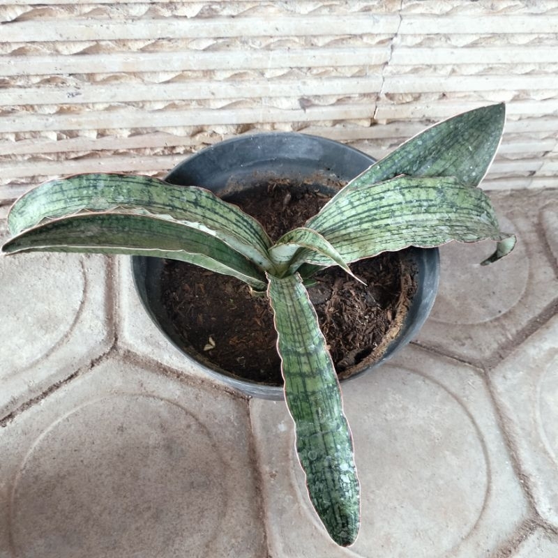 Sansevieria Cleopatra