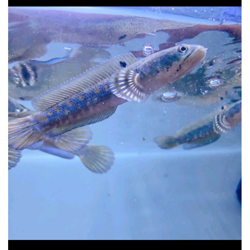 chana pulcra 8/9cm grade ++AA