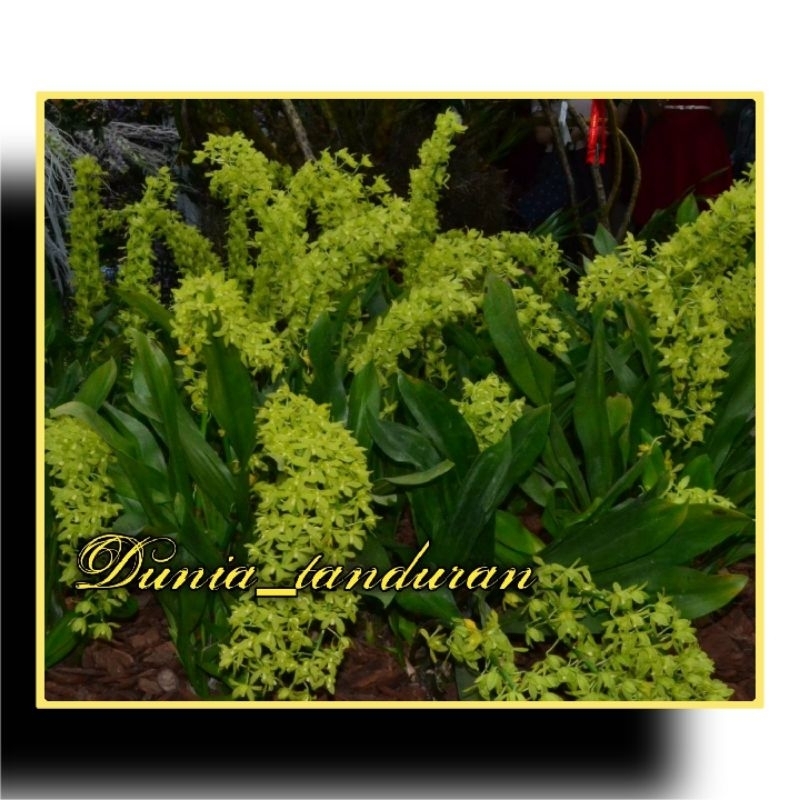 Anggrek Grammatophyllum Citrinum Remaja