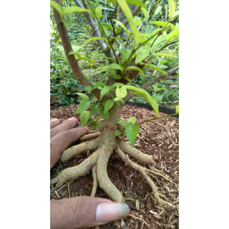 bahan prokaran anting putri