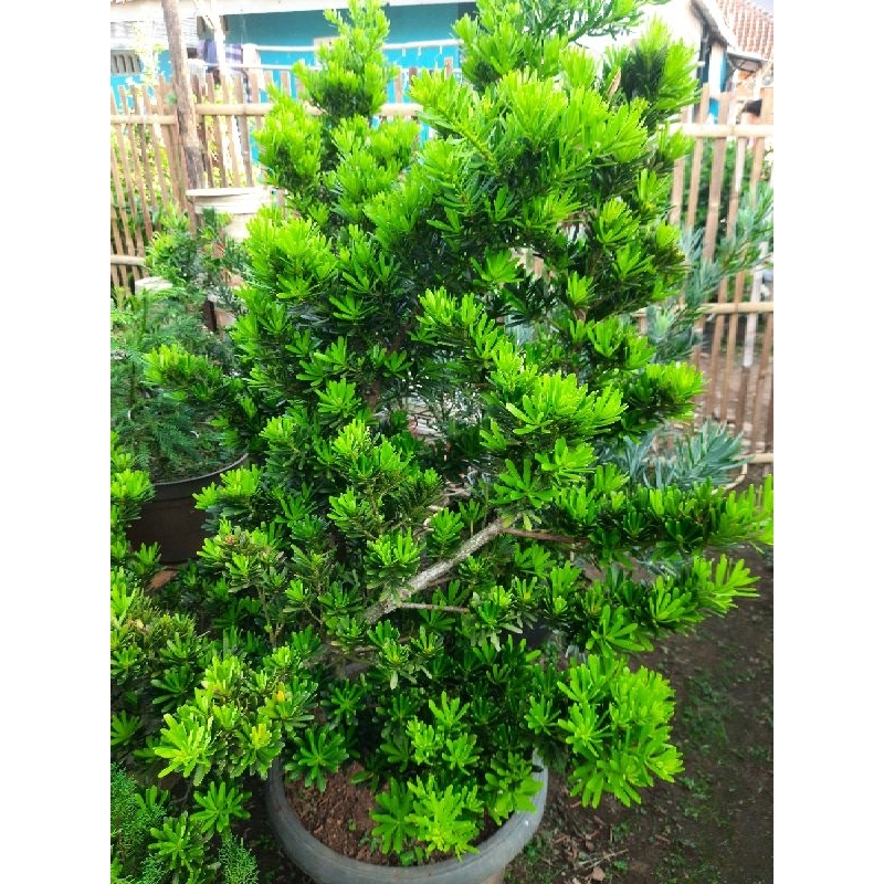 Paket 20 pucuk / entres lohansung cincuan