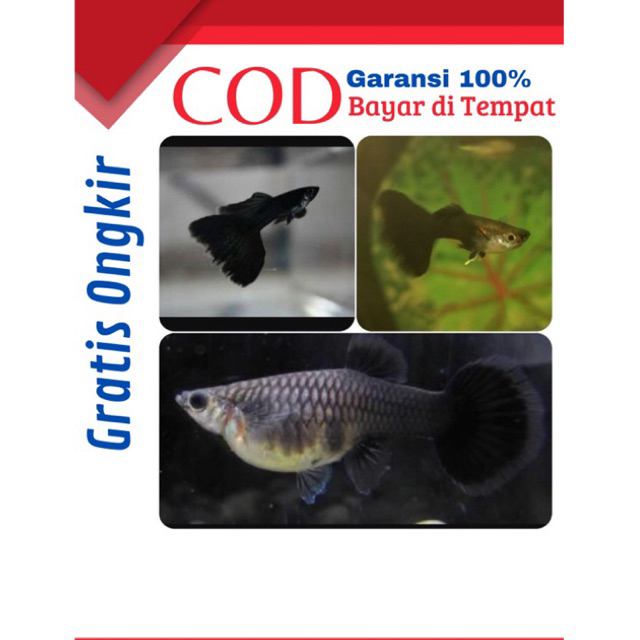 

Guppy Black Moskow [ BM ] Female 4 Pcs ~ SUPER GREAT A