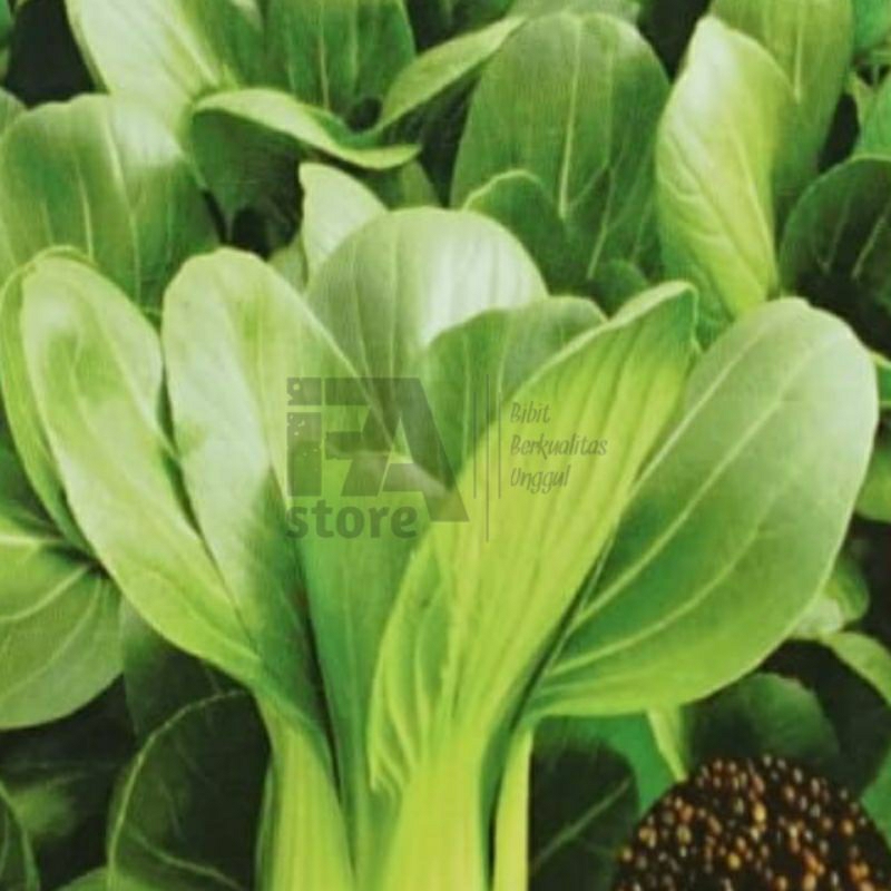 Benih Pakcoy Coyo ±130biji Benih sayuran  Benih Hidroponik Benih Seribuan Benih Tanaman Bibit Sayura