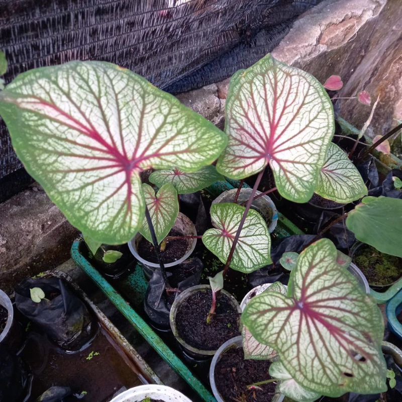 caladium/ keladi srikandi