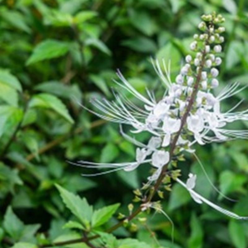 

100 lembar Daun Kumis kucing Segar