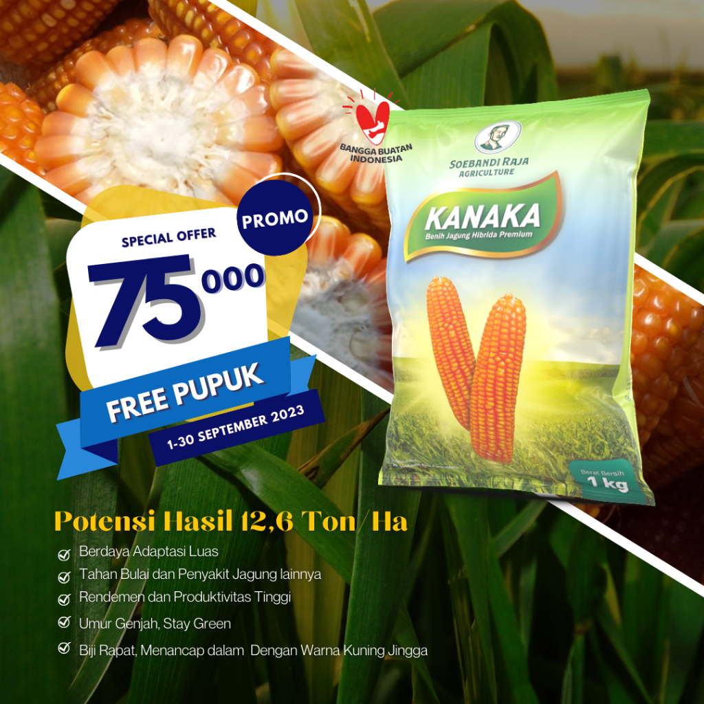 Benih Jagung Hibrida KANAKA Hijau