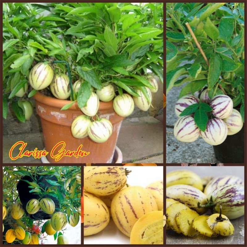 20 BUTIR BIJI/BENIH MELON PEPINO || MELON MINI