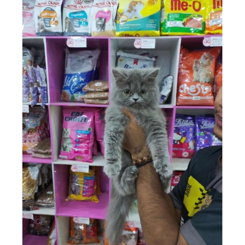 kucing persia flatnose kitten abu solid blue solid longhair bulu kapas ragdoll himalaya pekanose exo