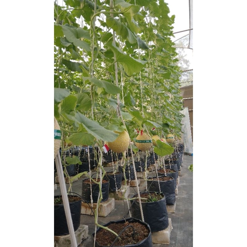 

Melon Inthanon
