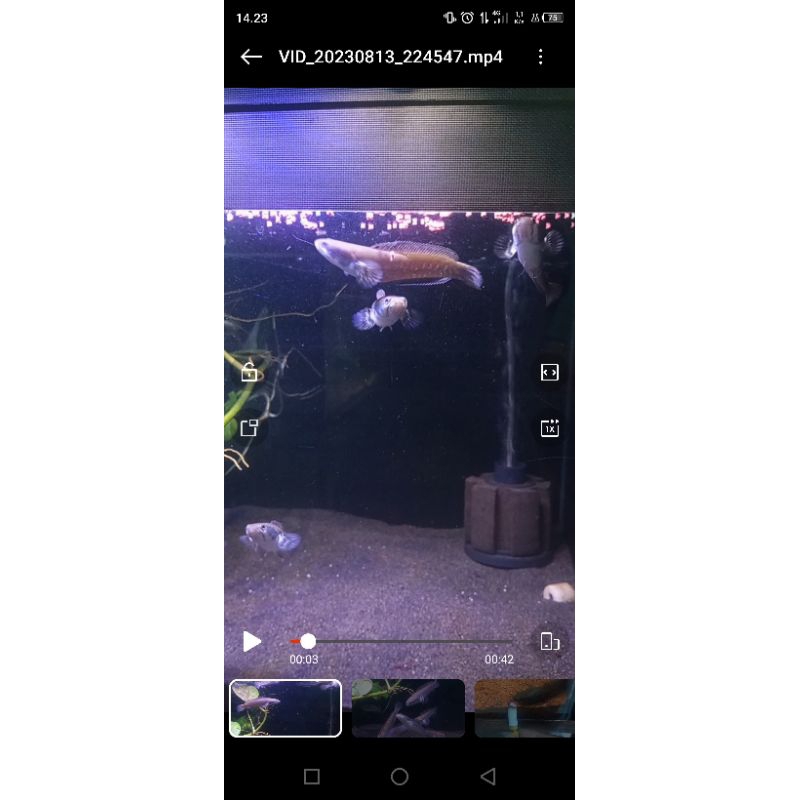 Channa Blue Pulchra size 10-11