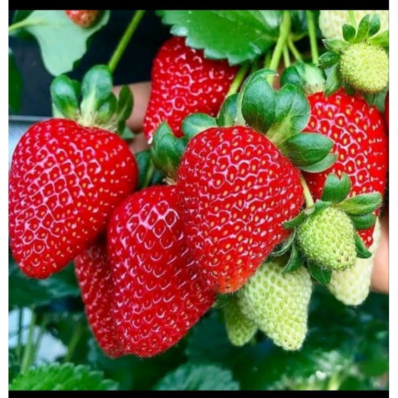 Benih bibit strawberry jumbo
