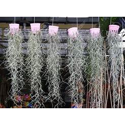 Tanaman Hias Tillandsia Spanish moss / Jenggot Musa