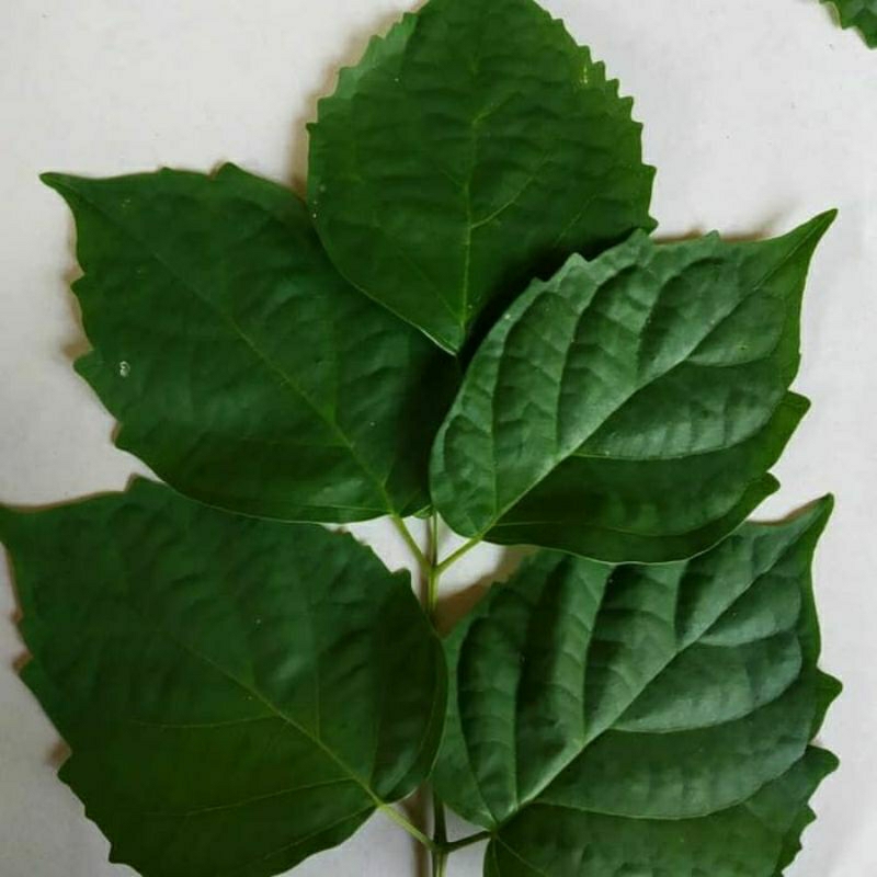 Daun Lanang Segar 1 Kg Bahan Ecoprint / Daun Bungli Segar / Daun Pohon Lanang / Daun Kayu Lanang