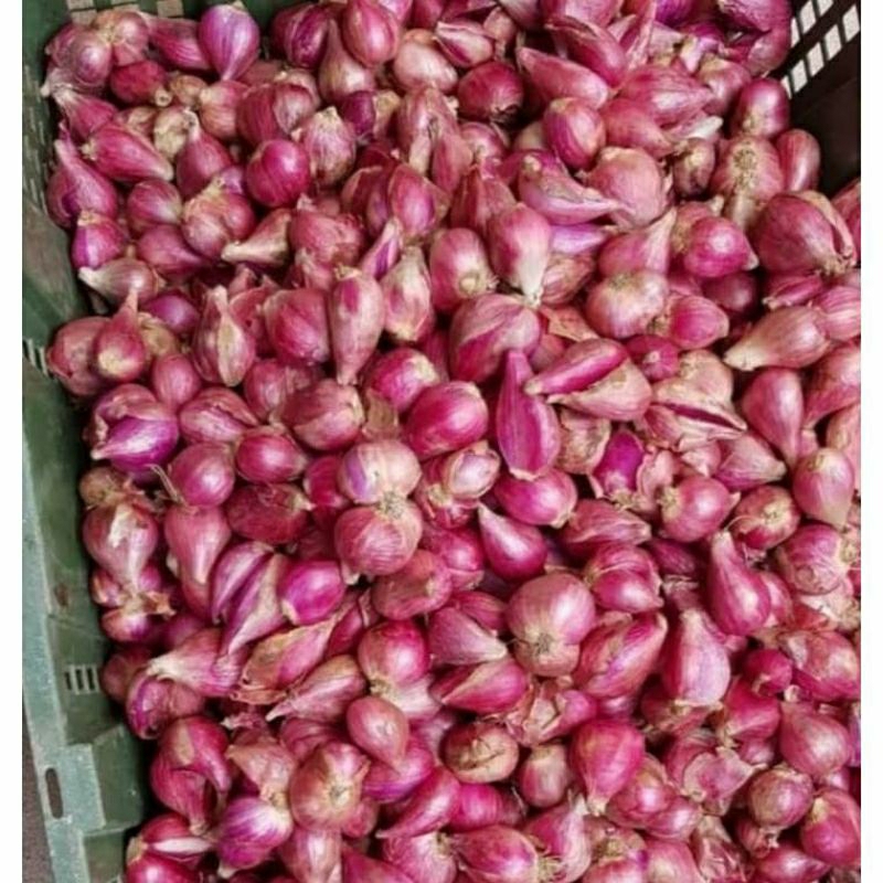 

Bawang Merah 1 KG