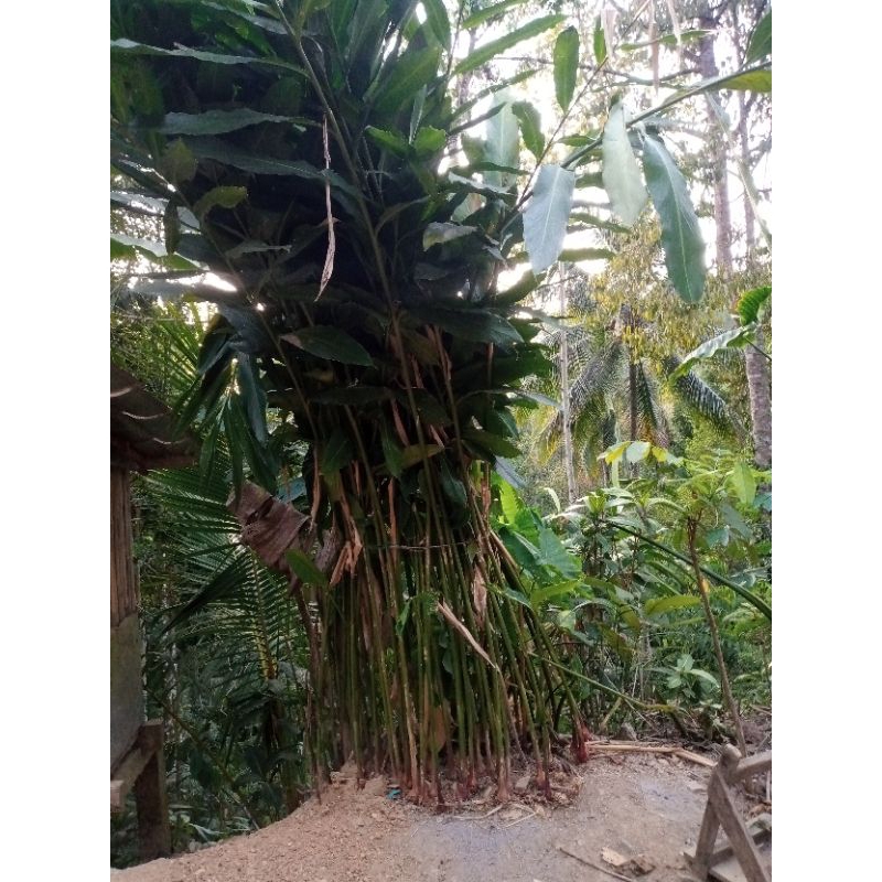 KAPULAGA KOKAP BASAH/KERING