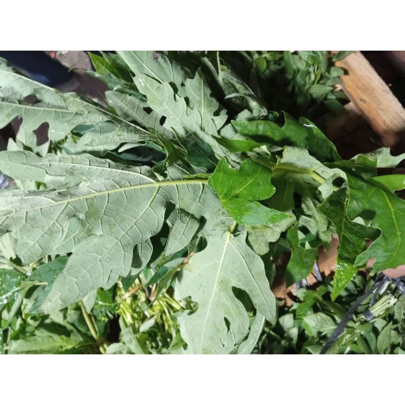 

Sayuran Daun Pepaya Fresh 500 gram