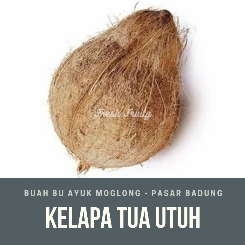

kelapa tua/pcs