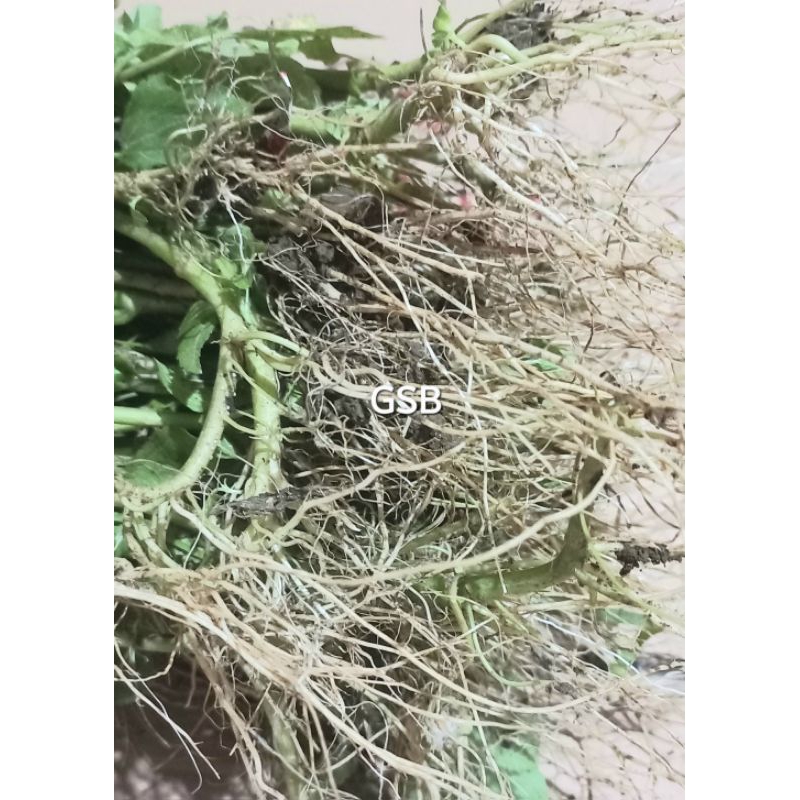 

50 gram akar bandotan segar akar bababadotan herbal alami