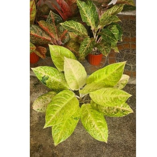 Aglonema Big Roy White size Jumbo