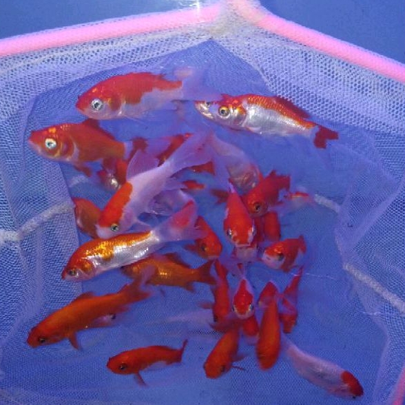 Ikan Koki Komet / Mas Koki Komet / Air Tawar / Tankmate Nemo