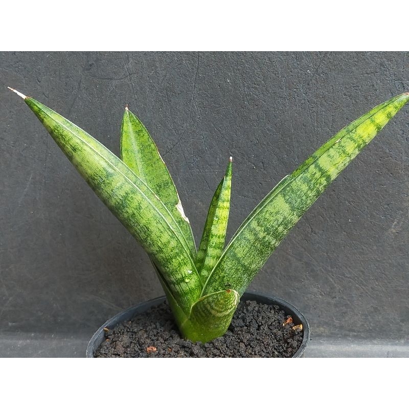 SANSEVIERIA HYBRID MARSHA ANJANI VARIGATA/TANAMAN PENYERAP UDARA KOTOR DALAM RUANGAN/TANAMAN OUTDOOR