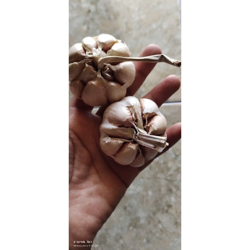 

BAWANG UTEH 1/2