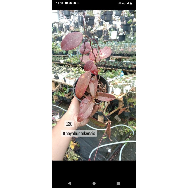 Hoya buntokensis red rimbun