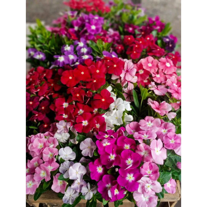 

biji paket mix 25 warna isi 550 biji