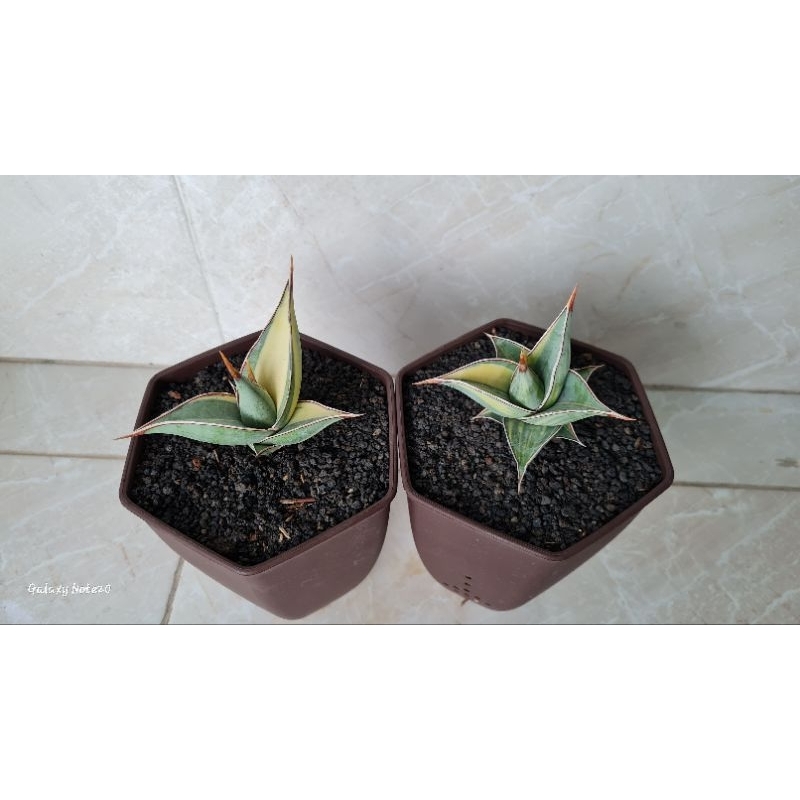 Paket 2 pohon Sansevieria Pinguicula Varigata