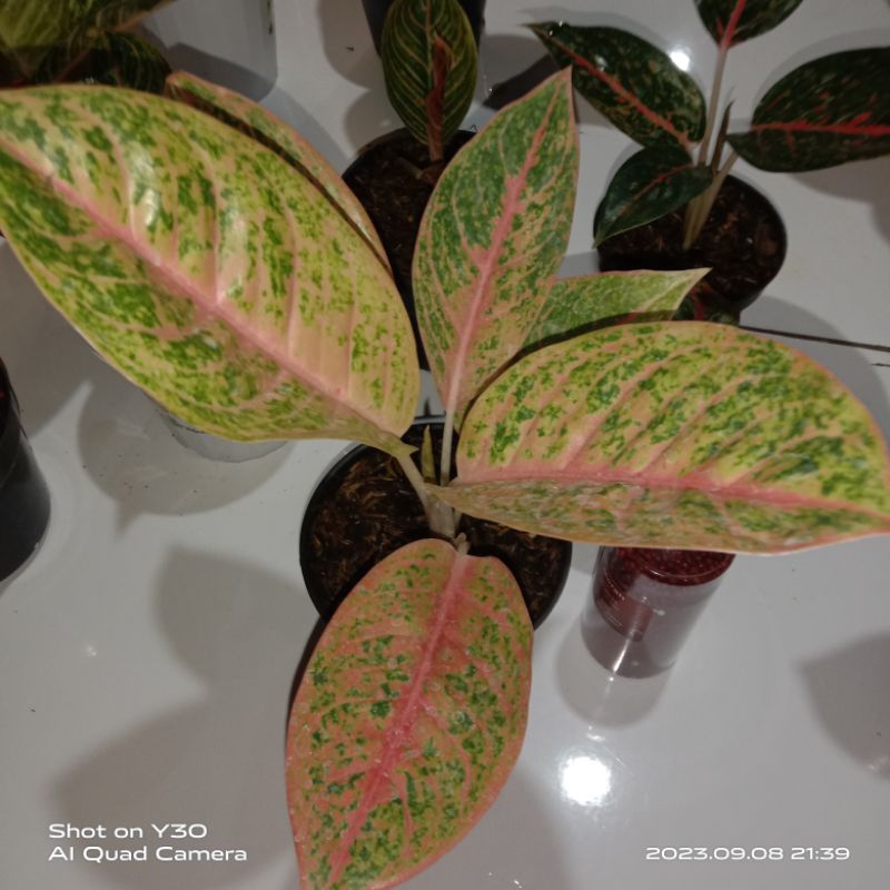 aglonema harlequen super merah