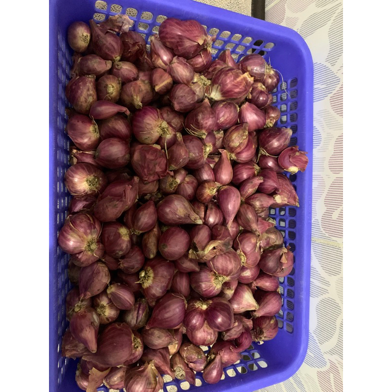 

BAWANG MERAH PROBOLINGGO