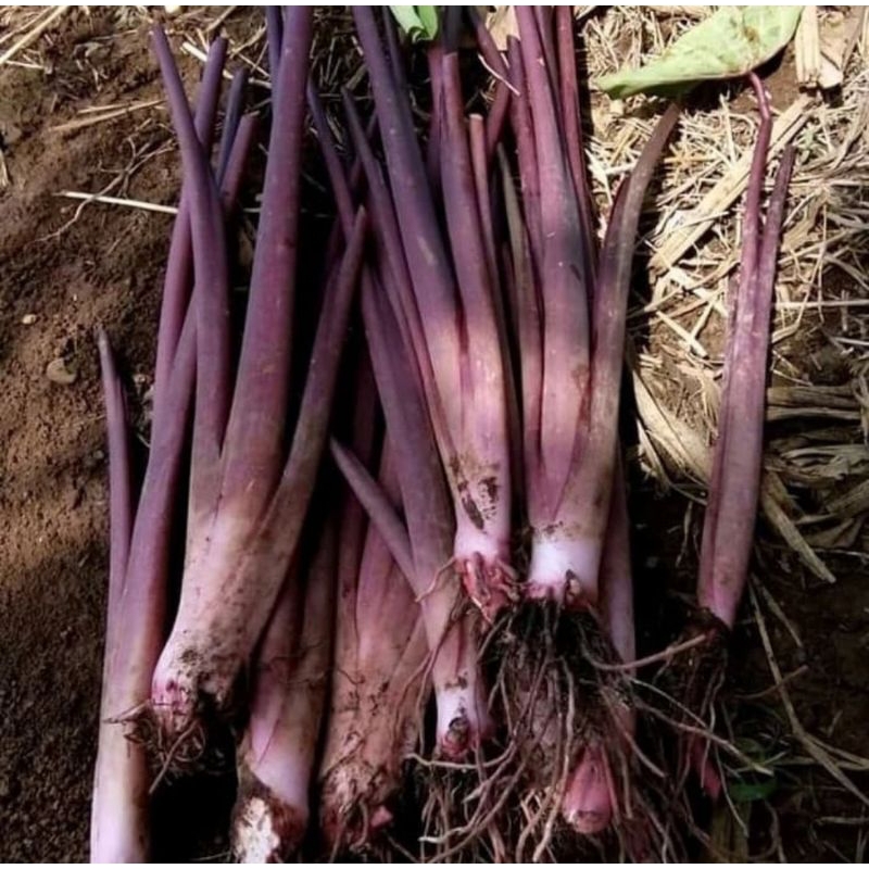 bibit bonggol talas| lompong ungu