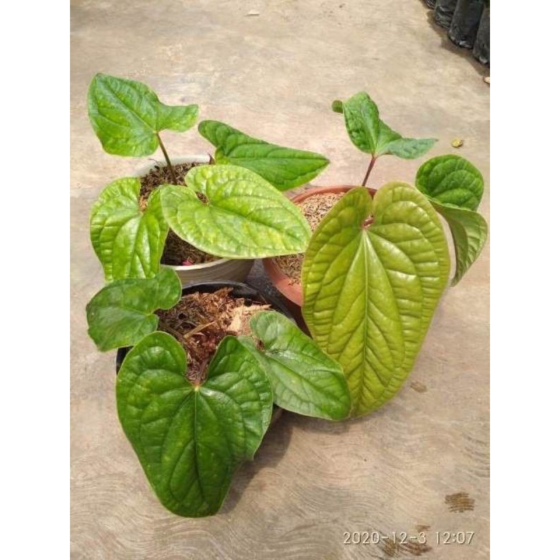 BIBIT DAUN SIRIH SEGAR/TANAMAN DAUN SIRIH SIAP TANAM