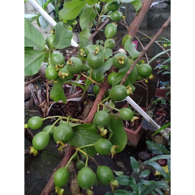 

BUAH JAMBU BIJI MUDA